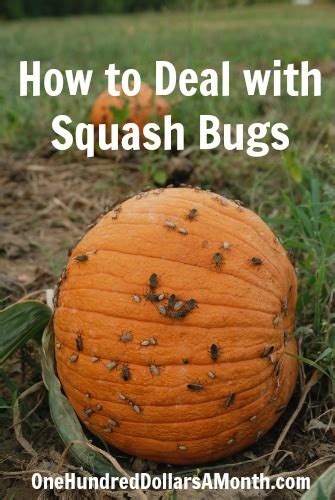 How to start a veggie garden: Ask Mavis - How to Deal with Squash Bugs - One Hundred ...