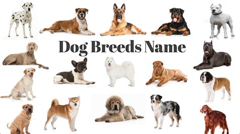 Names Of All Dogsdog Breeds Names With Picturesdog Name List In