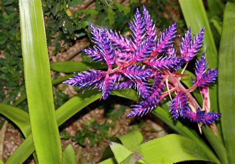 Purple Bromeliad Photograph By Sally Weigand Pixels