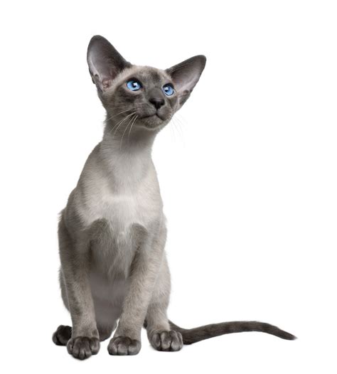 But this does not mean that persian cats are necessarily unhealthy, you must know read more… Check Out the Distinct Personality of the Snowshoe Siamese ...