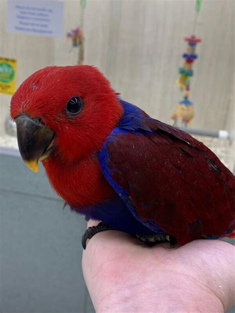 Solomon Island Eclectus Parrots For Sale Macaw Birds Farm