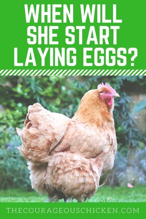 What age do chickens first lay eggs? When Will My Chicken Start Laying Eggs? • The Courageous ...