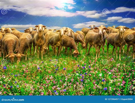 A Group Of Sheep On A Colorful Multicolored Field Of Flowers In The Sun