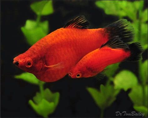 Check spelling or type a new query. Ini Dia Ikan Hias Kecil Tahan Lama dan Tidak Mudah Mati