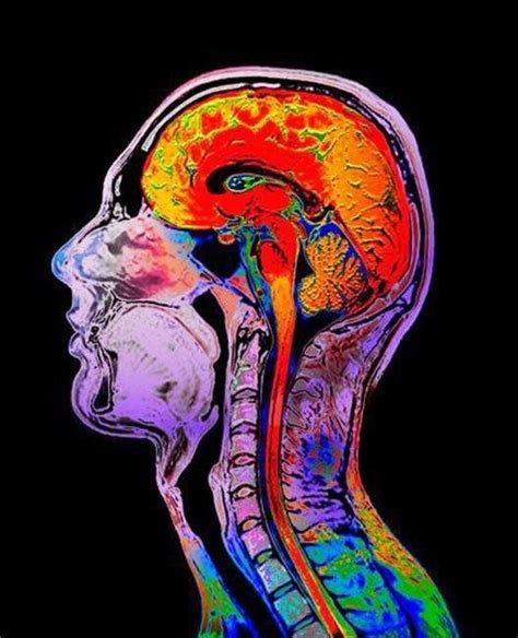 Each lobe has a medulla. Spinal Health Influence on Stress and Organ Health