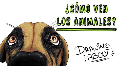 ¿cÓmo Ven Los Animales 👀 Draw My Life Youtube