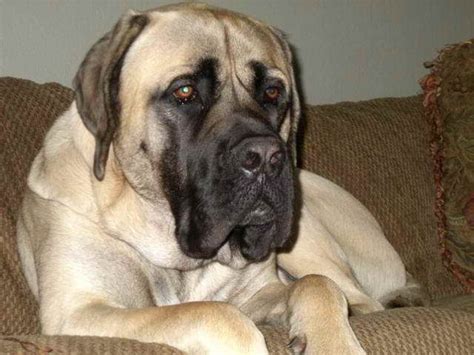 Get just the basic approval letter or save big on packages that include important products. American Mastiff Puppies Price | PETSIDI