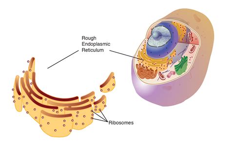 Millions of ribosomes cover its surface and make it appear bumpy the prime function of rough endoplasmic reticulum is the production and processing of specific proteins at ribosomal sites that are later exported. Endoplasmic Reticulum (Rough)