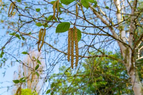 Spring Allergy Season With Young Birch Catkins Pollen Stock Photo