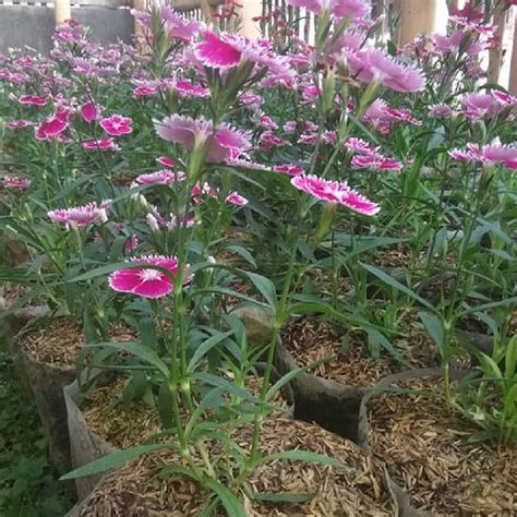 Jual Tanaman Dianthus Anyelir Di Lapak Florist Katusba Bukalapak