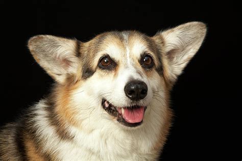 Maybe you would like to learn more about one of these? Portrait Of Black, Brown And White Corgi Photograph by M Photo