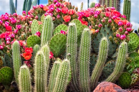 Para montar un vivero tienen que gustarte las plantas, eso está claro. Las imágenes que yo veo: Conoce el vivero biotecnológico ...