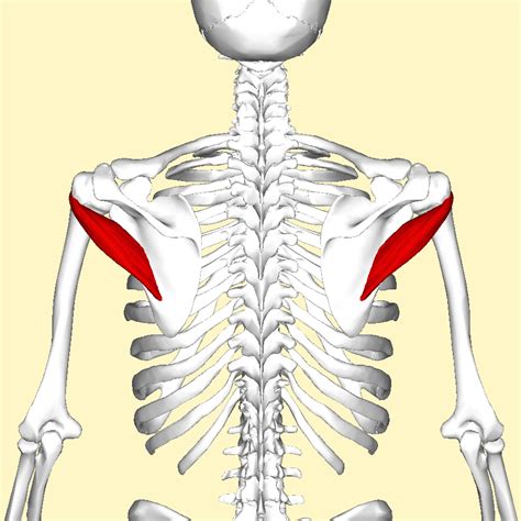 Intrinsic Muscles Of The Shoulder Deltoid Rotator Cuff Geeky Medics