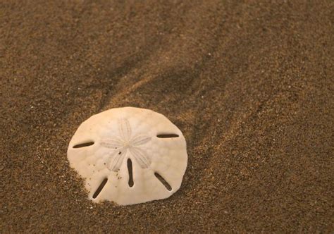 The Fascinating World Of Sand Dollars Revealed