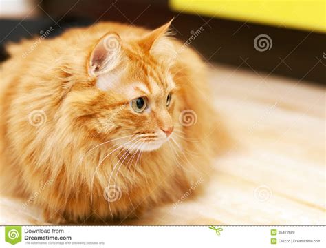 Fluffy Ginger Cat Stock Image Image Of Cute Comfortable
