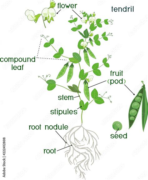 Parts Of Plant Morphology Of Pea Plant With Fruits Wallsheaven