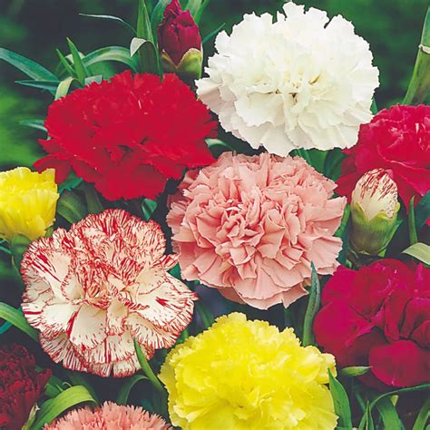 2 Packs Carnations Mix 80 Flower Seeds Great For Cutting Etsy