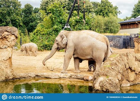 Adult And Young Asian Elephant Walking Near Pond In Their Habitat In