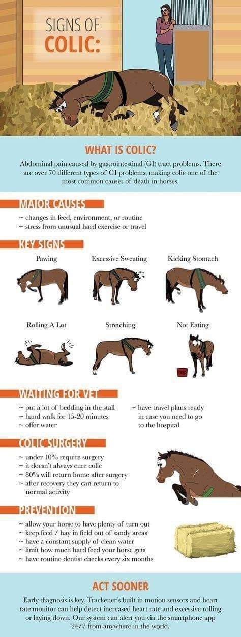 Pin By Michelle Metcalf On Horses Horse Health Healthy Horses Horse