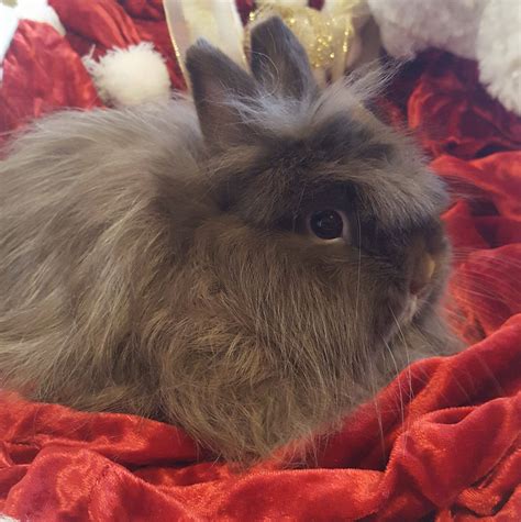 Top Tier Farms Birds,Bunnies and More - Ada, Oklahoma