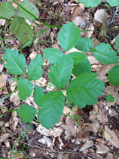 Identification Is This Poison Oak Gardening And Landscaping Stack