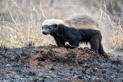 Black Honey Badgers Spotted In Gabon Africa Geographic