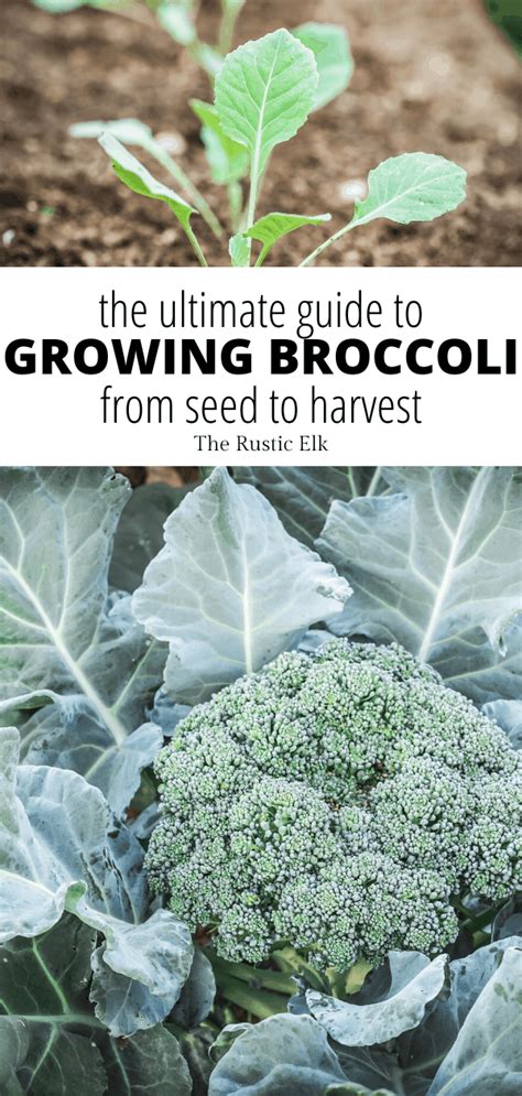 How To Grow Broccoli In 2024 Vegetable Garden Tips Growing Broccoli