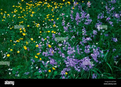 Bluebells English Daisies Hi Res Stock Photography And Images Alamy