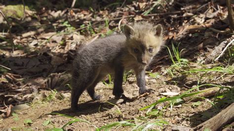 Search through our numerous resources written by sji members and academic researchers, which include publications, design tools, webinars, technical papers and articles related to the design, manufacture and behavior of steel joists and joist girders. SJI Wildlife - Baby Fox - YouTube