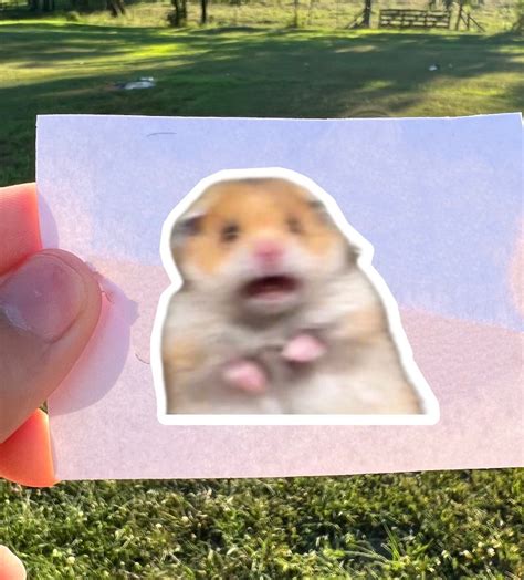 Surprised Shock Hamster Meme Funny Car Bumper Sticker Free Etsy