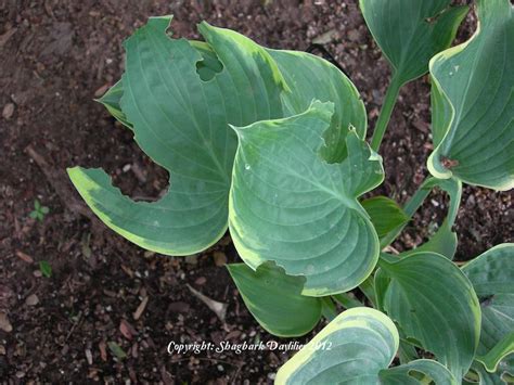 Maybe you would like to learn more about one of these? Hostas forum→something is eating my hosta - Garden.org