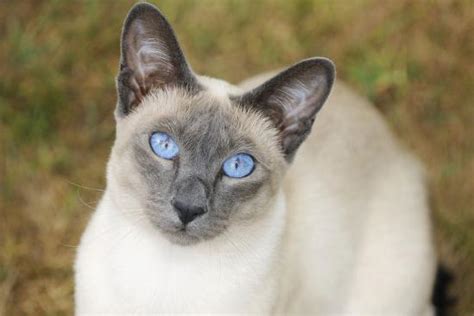 We have included lots of blue point siamese pictures on this page which we hope will show you the variation of type and colour in blue points. 'Blue Point Siamese Cat Sitting on Grass' Photographic ...