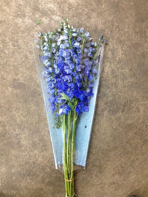 Maybe you would like to learn more about one of these? Delphinium Triton Dark Blue...Sold in bunches of 10 stems ...