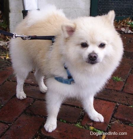 Depending on how old your puppy is (they usually get three sets between 6 and 16 weeks of age) will dictate how. Show off your pets | Sports, Hip Hop & Piff - The Coli