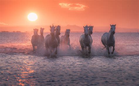 Horse Sunset 4k Wallpapers Top Free Horse Sunset 4k Backgrounds
