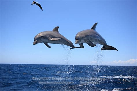 Two Bottlenose Dolphins Jumping Marine Photography By Brandon Cole
