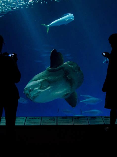 Are Dogs Allowed In Monterey Bay Aquarium