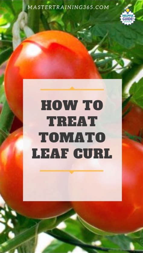 How To Treat Tomato Leaf Curl Curl Diygardenvegetablevideos Leaf