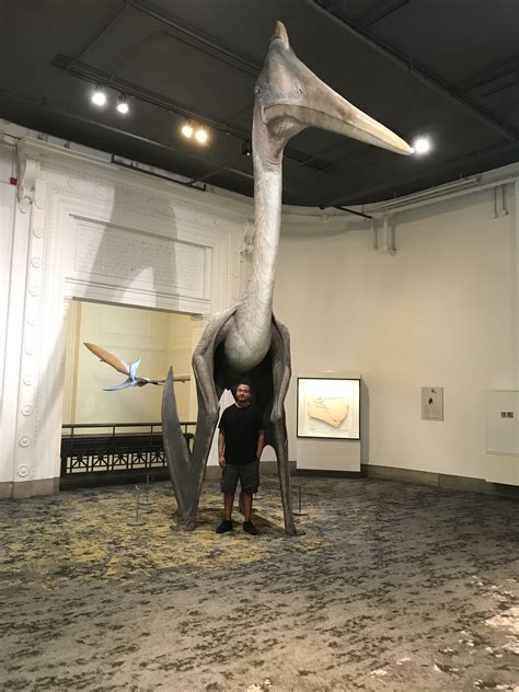 Quetzalcoatlus A Giant Pterosaur Oc Taken At The Field Museum Rnaturewasmetal
