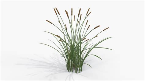 Feather Grass Reed 001 Pbr 4k 3d Model 16 Max Free3d