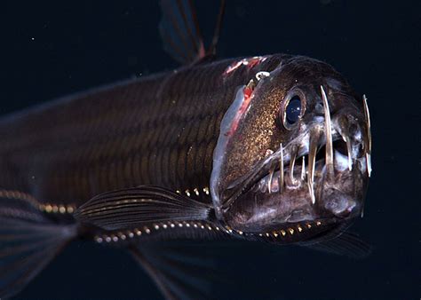 Pacific Viperfish Mbari