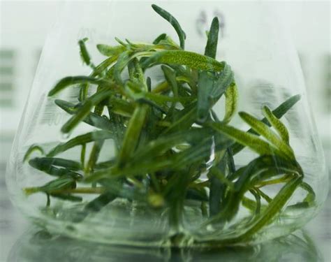The argument stands that washing our hair frequently stimulates the hair follicles on your scalp, which increases blood flow and brings in more oxygen and nutrients that increase our hair growth. Rosemary Hair Care Recipes