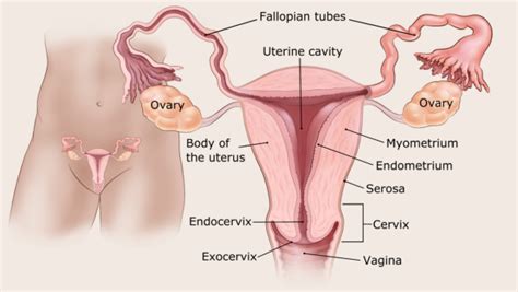 A pelvic ultrasound uses soundwaves to create a picture of the uterus and ovaries. What Is Endometrial Cancer?