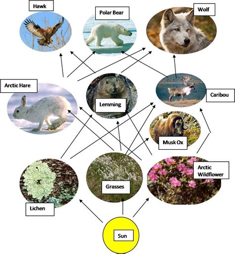 The Arctic Interactive Food Web Ecology Touch This Image Arctic