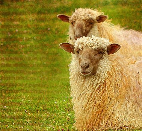 Curly Hair Sheep Sheep Breeds Sheep Sheep And Lamb