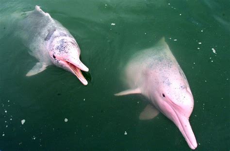 Rare Pink Dolphin Spotted In Louisiana 8 Years After First Appearance