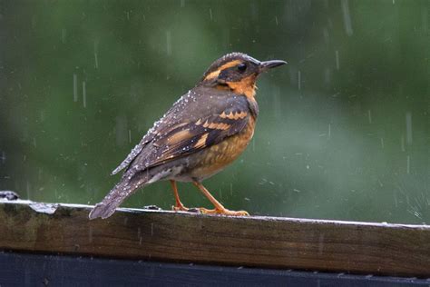 Bird In The Rain Pacific Northwest Varied Thrush By Brandon Green