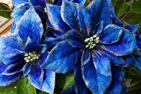 Shop the best flowers for christmas from 1800flowers to send to loved ones! Blue Poinsettias - Antique Lilac