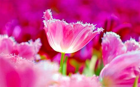 Pink Flowers Windows 10 Theme Themepackme