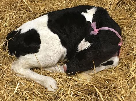 calving center shows cows birthing process daily at farm show capital region